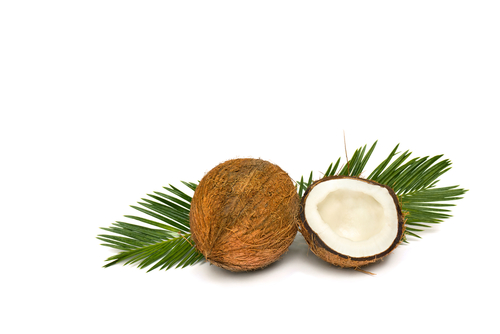 Coconut (Cocos Nucifera)
