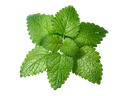 Lemon Balm