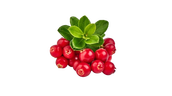 Lingonberry