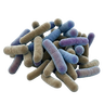 Bacillus coagulans