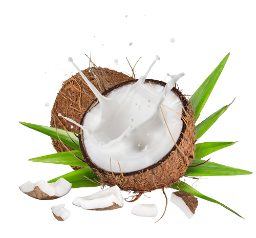 Kokosovo mleko v prahu (Cocos nucifera)