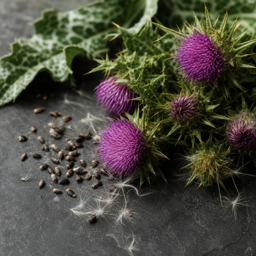 Milk thistle seeds on dark slate