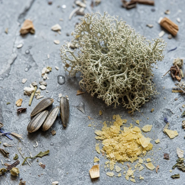 Lichen and seeds on grey mineral stone