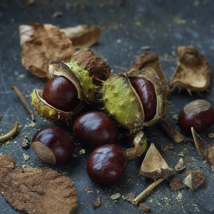 Horse chestnuts on dark slate stone