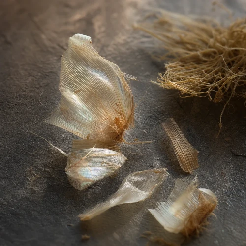 Macro botanical stem cell tissue fragment
