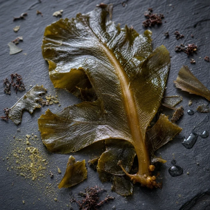 Winged kelp fronds on dark slate stone
