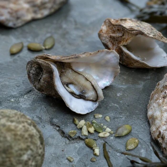 Oyster shells and pumpkin seeds on mineral