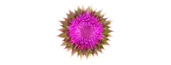 Siliphos®