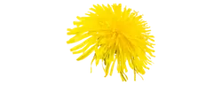 Izvleček korenine regrata (Taraxacum officinale)