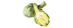 Izvleček artičoke (Cynara scolymus)