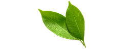 Suhi izvleček zelenega čaja (Camellia sinensis)