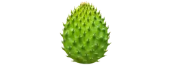 Neopuntia™ (Opuntia ficus indica)