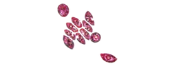 Probiotico Lactococcus Ferment Lysate