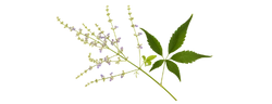 Izvleček navadne konopljike (Vitex agnus-castus)