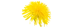 Extrait de racine de pissenlit (Taraxacum officinale)
