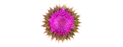 Siliphos®