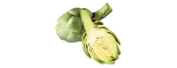 Artischockenextrakt (Cynara scolymus)