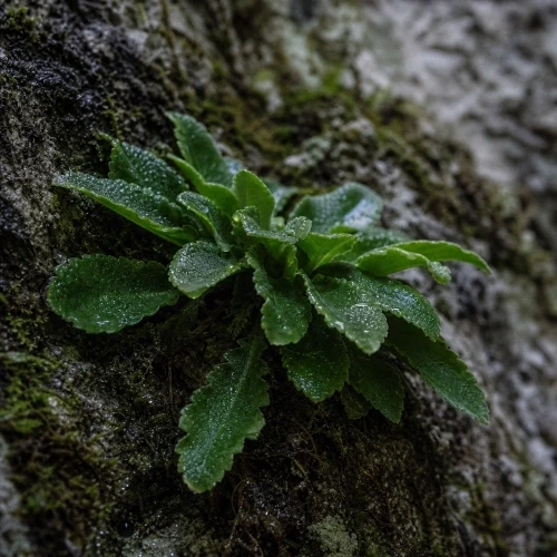 Hero ingredient macro photo